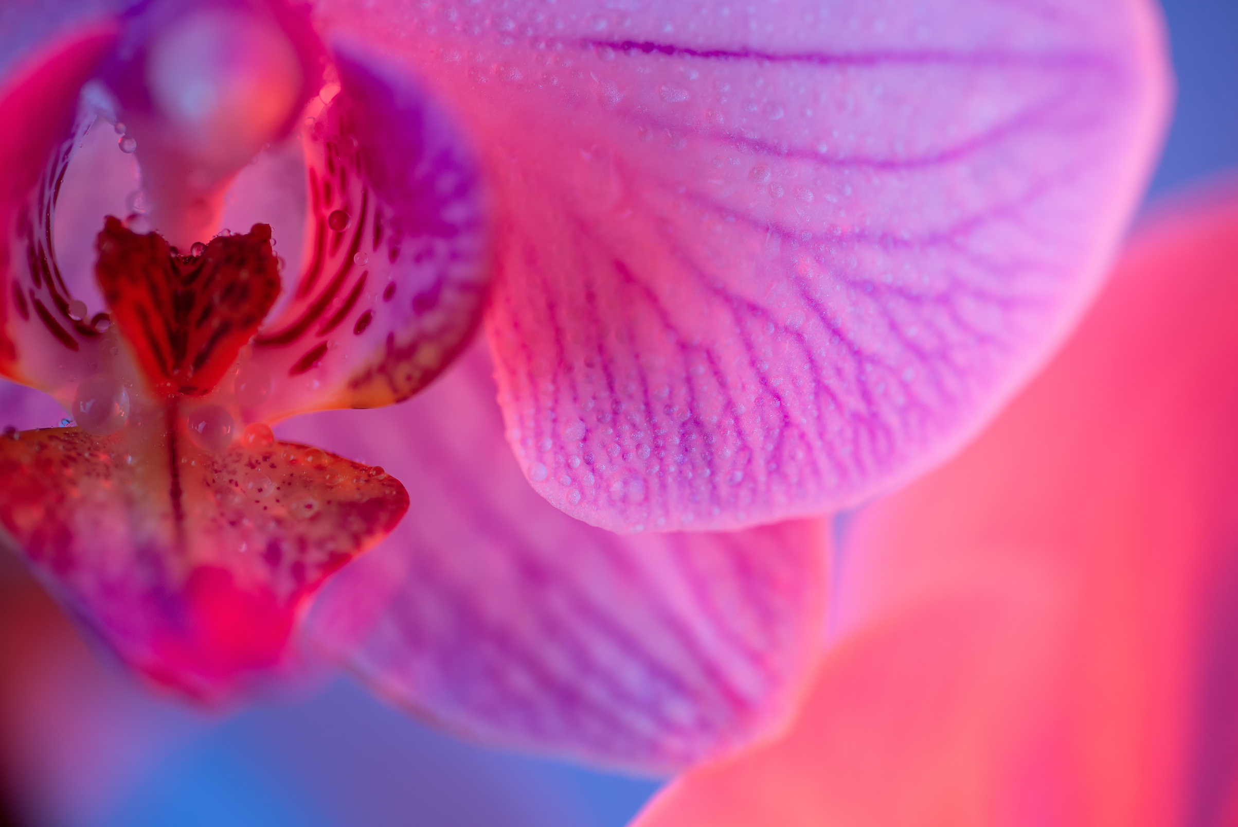 delicate pink Orchid with dew drops close-up on light blue background