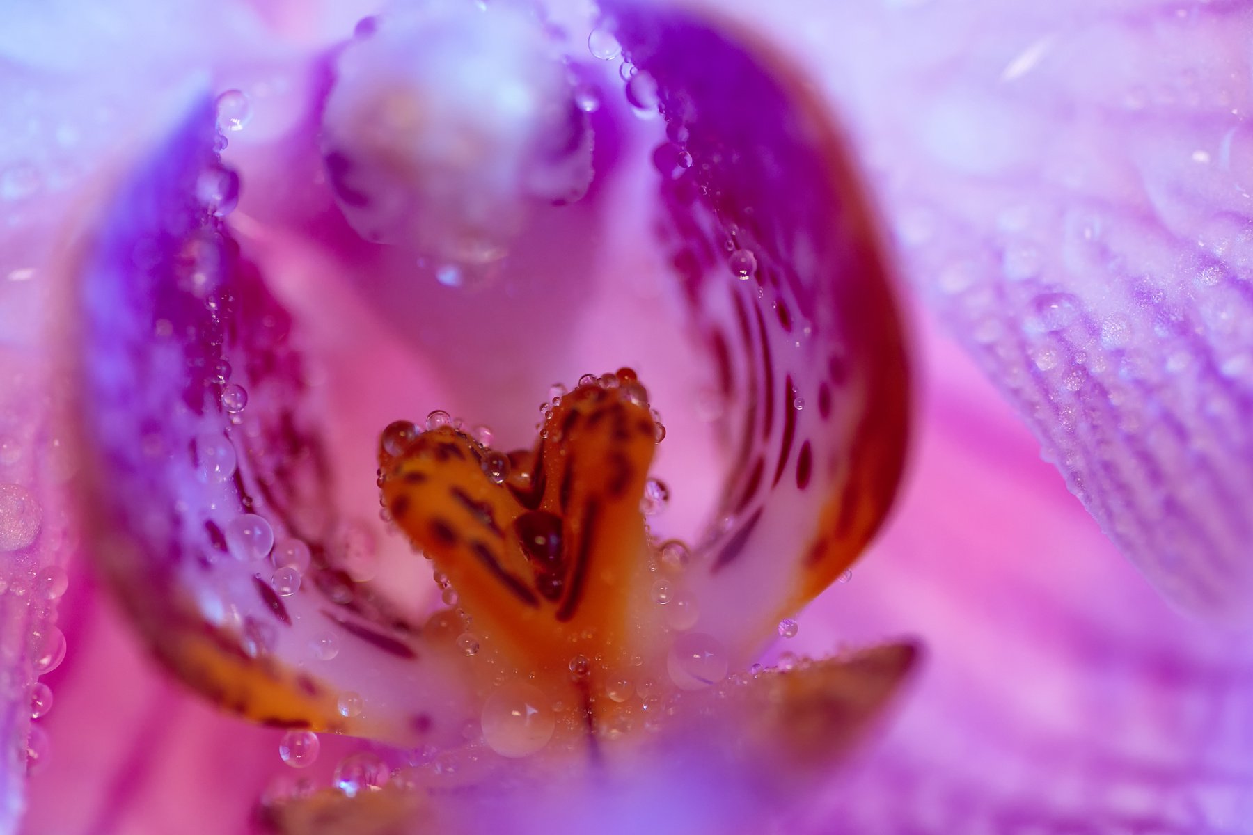 delicate pink Orchid with dew drops close-up on light blue background