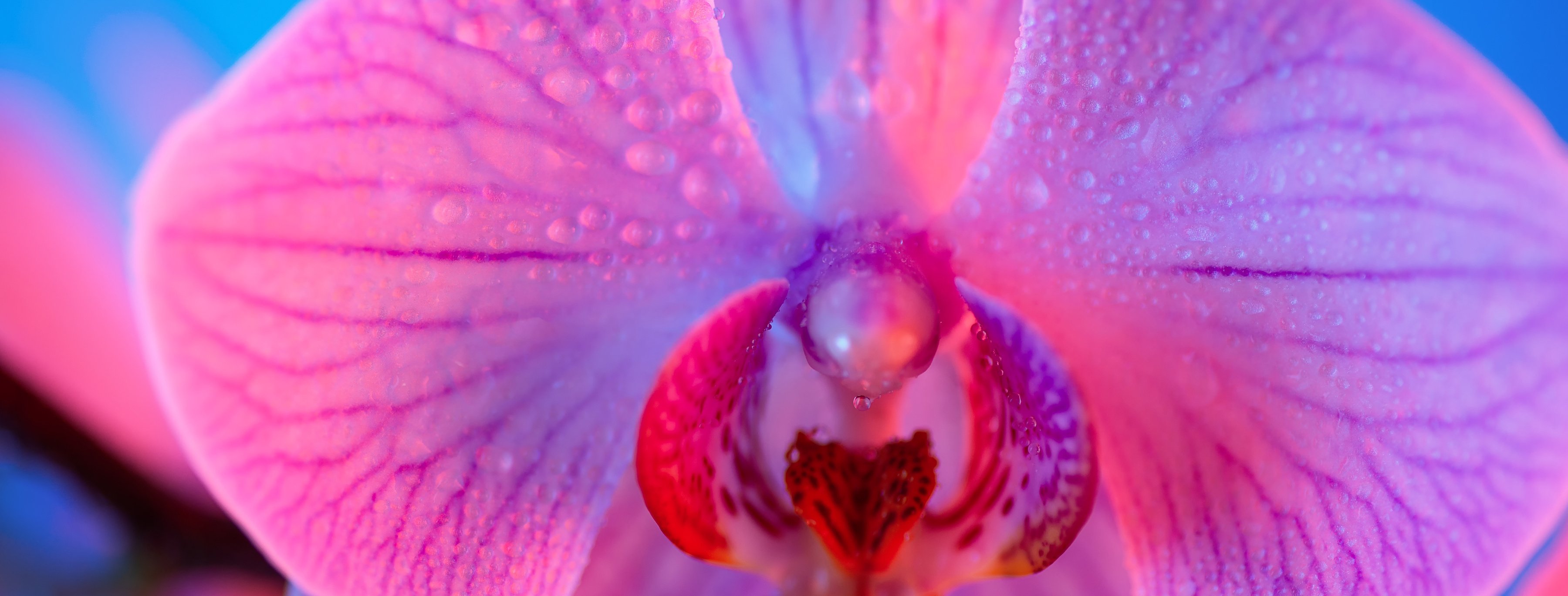 delicate pink Orchid with dew drops close-up on light blue background